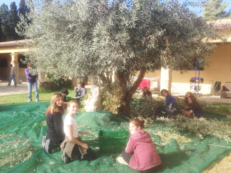 Az.Agricola raccolta olive